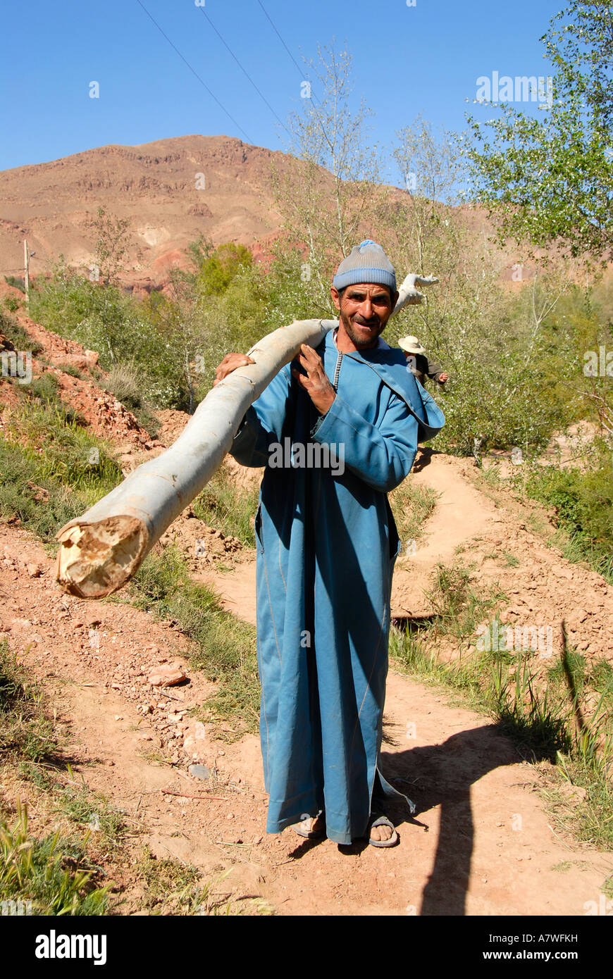 Man dressed in a blue garment carries a chopped down tree through fields near Ait Ali Morocco Stock Photo