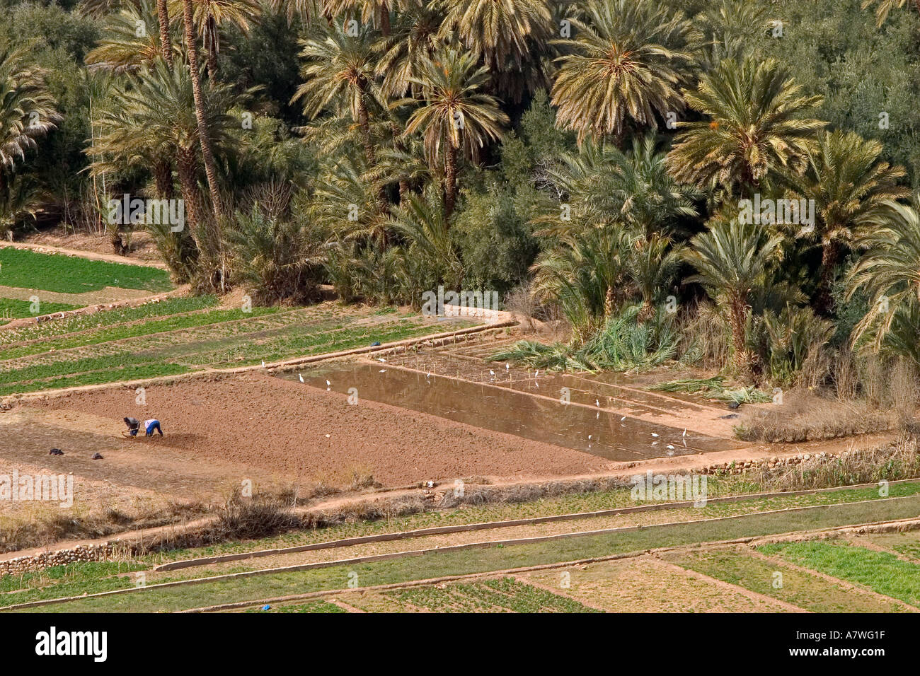 Bird s eye view of two men working the fields on the edge of a palm grove Todra valley Morocco Stock Photo