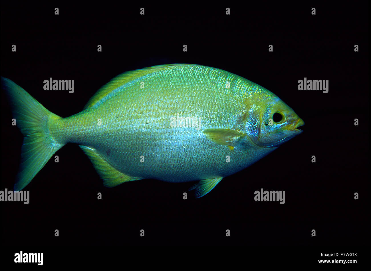 Captain sea chup specimen not easy to see and to photograph Stock Photo