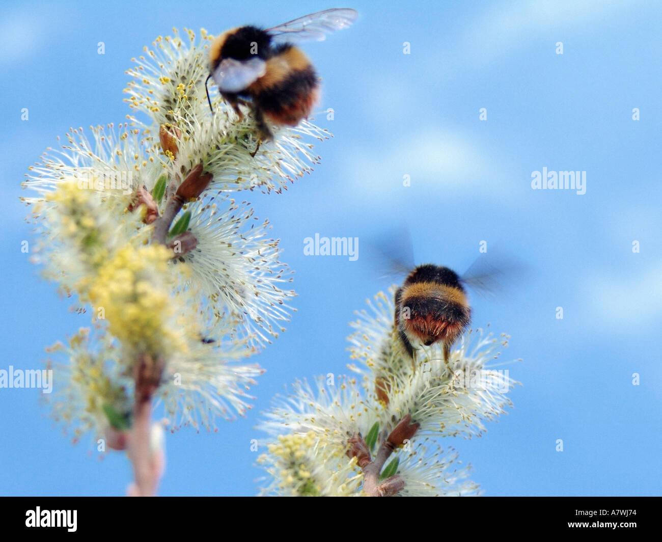bumblebees collecting pollens from catkins Stock Photo