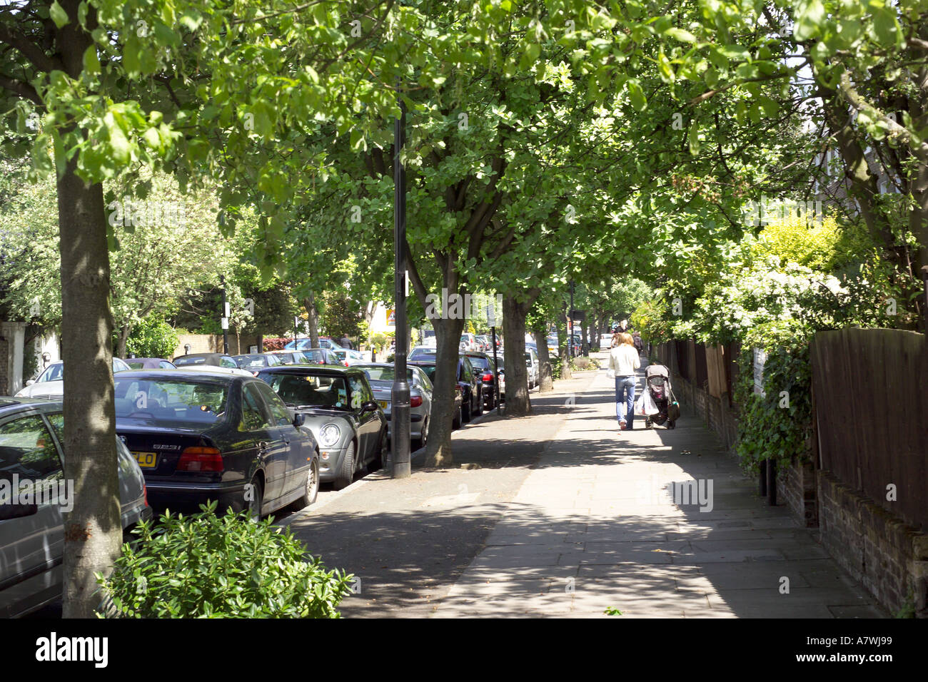 tree lined street in London Stock Photo Alamy