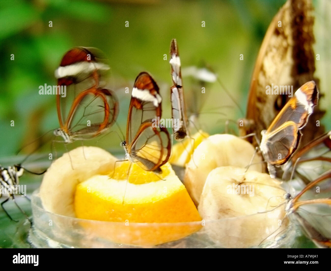 butterflies on pieces of fruits Stock Photo Alamy