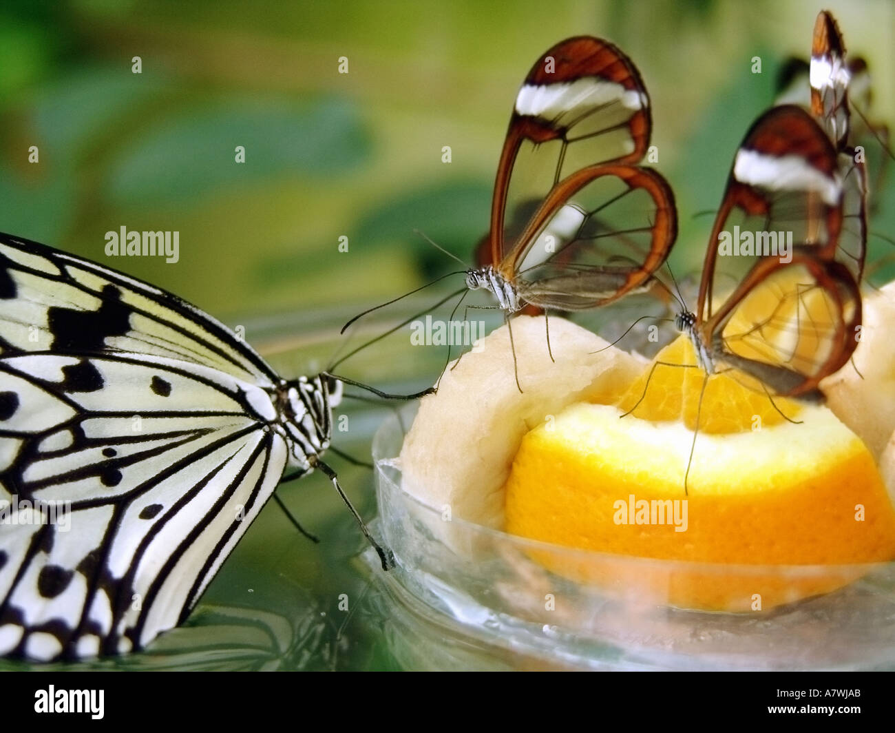 butterflies on pieces of fruits Stock Photo Alamy