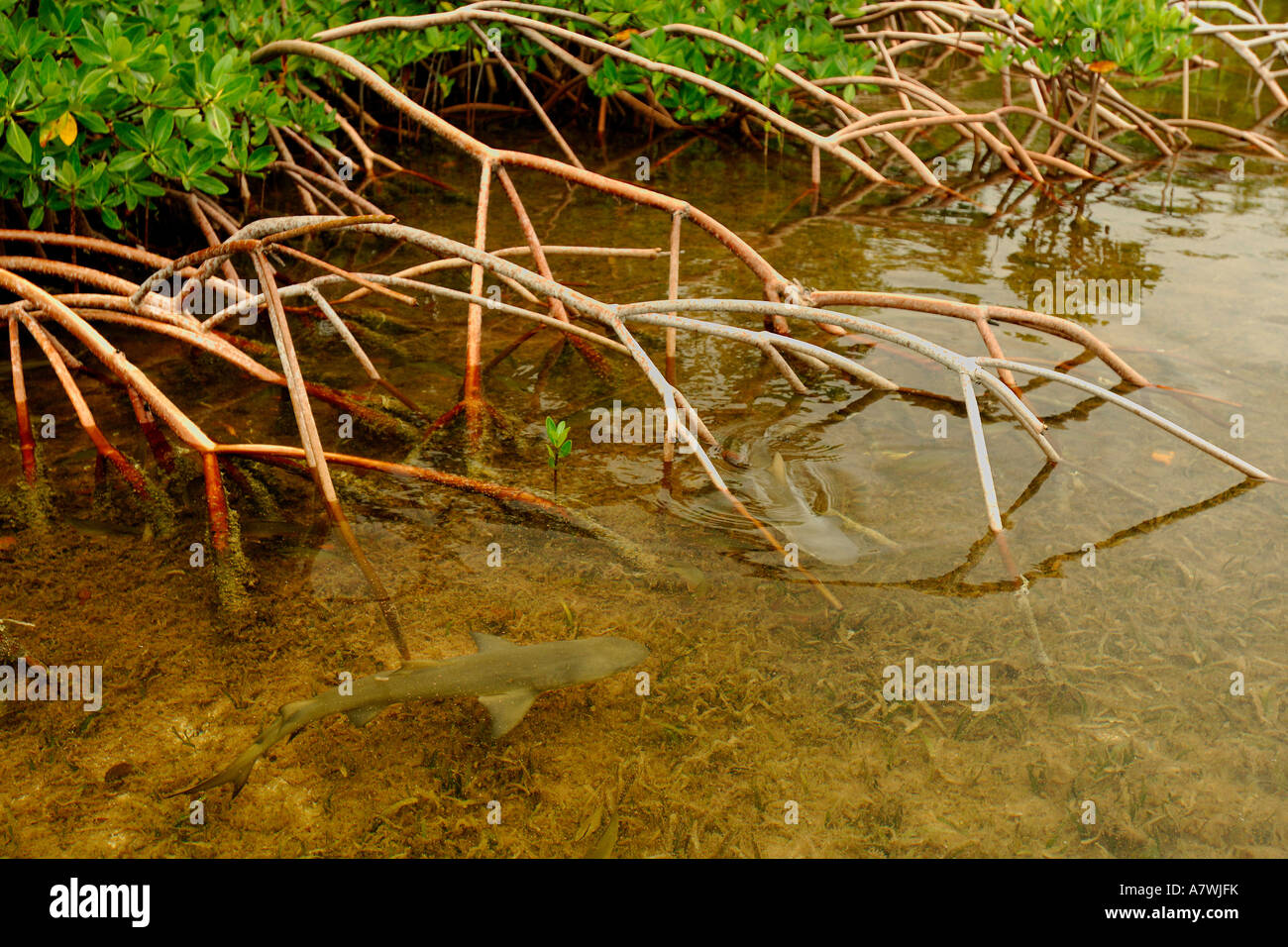 Lemon shark Negaprion brevirostris juveniles in mangrove nursery Bimini Atlantic Ocean Stock
