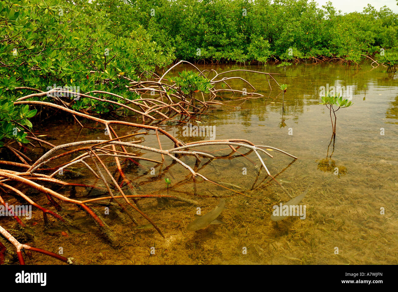 Lemon shark Negaprion brevirostris juveniles in mangrove nursery Bimini ...