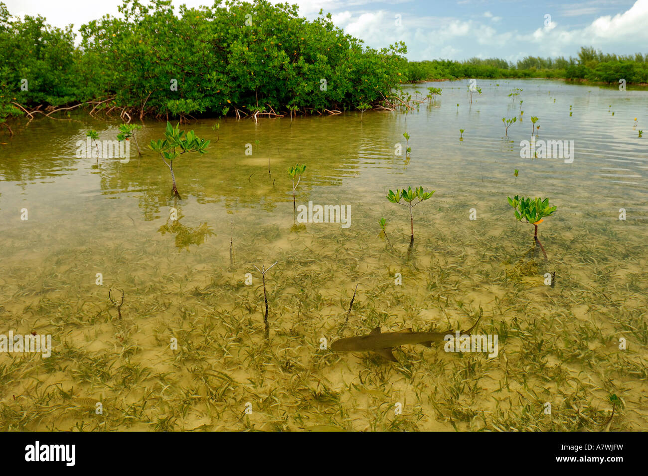 Lemon shark Negaprion brevirostris juveniles in mangrove nursery Bimini Atlantic Ocean Stock