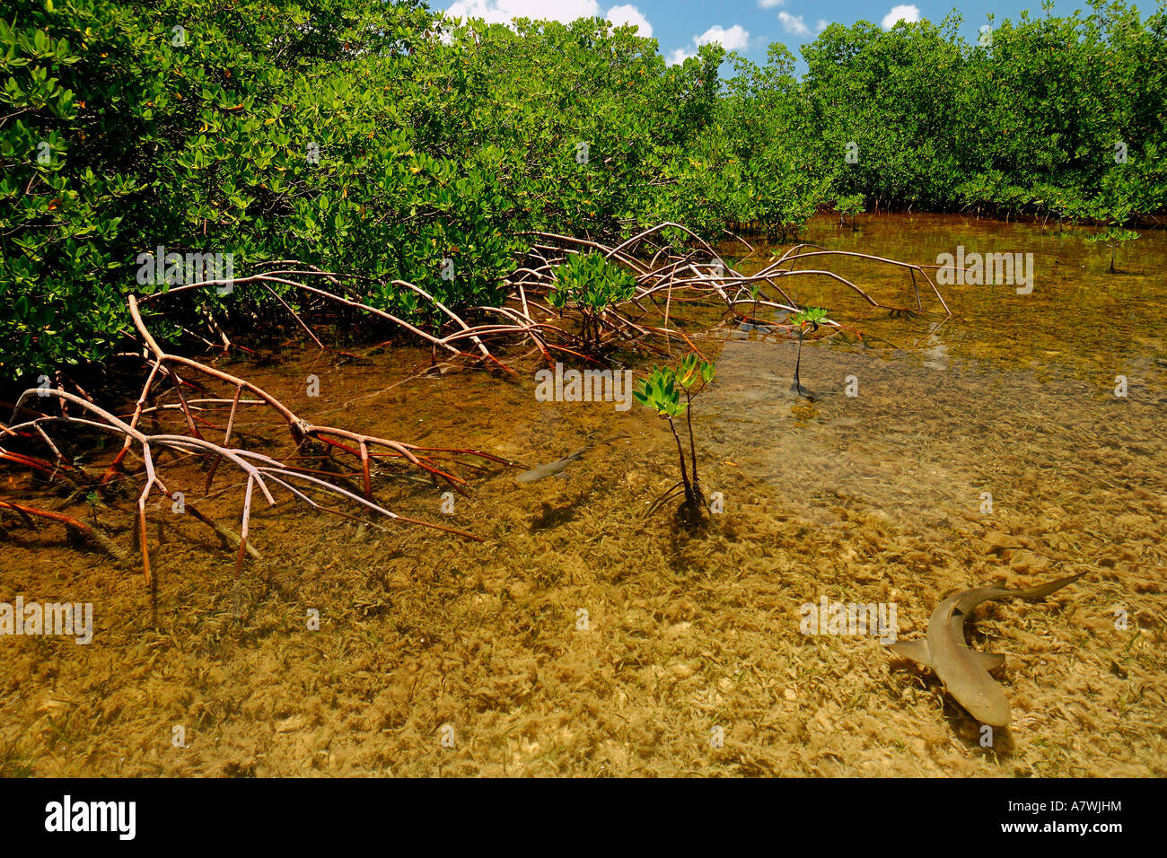 Lemon shark Negaprion brevirostris juveniles in mangrove nursery Bimini Atlantic Ocean Stock