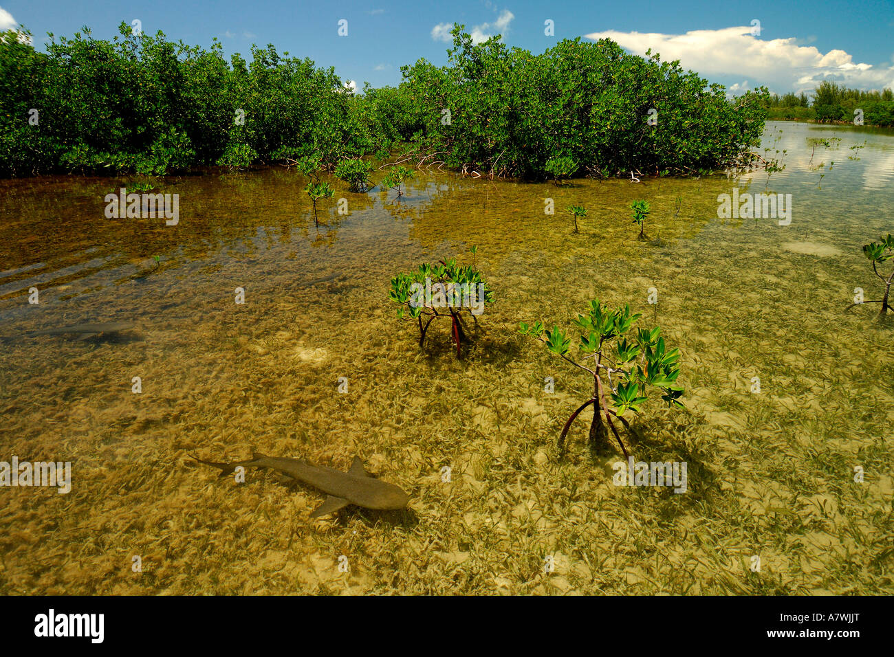 Lemon shark Negaprion brevirostris juveniles in mangrove nursery Bimini Atlantic Ocean Stock