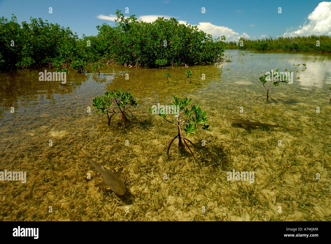 Lemon shark Negaprion brevirostris juveniles in mangrove nursery Bimini Atlantic Ocean Stock