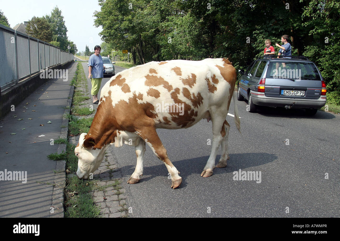 A cow walking on a street Stock Photo