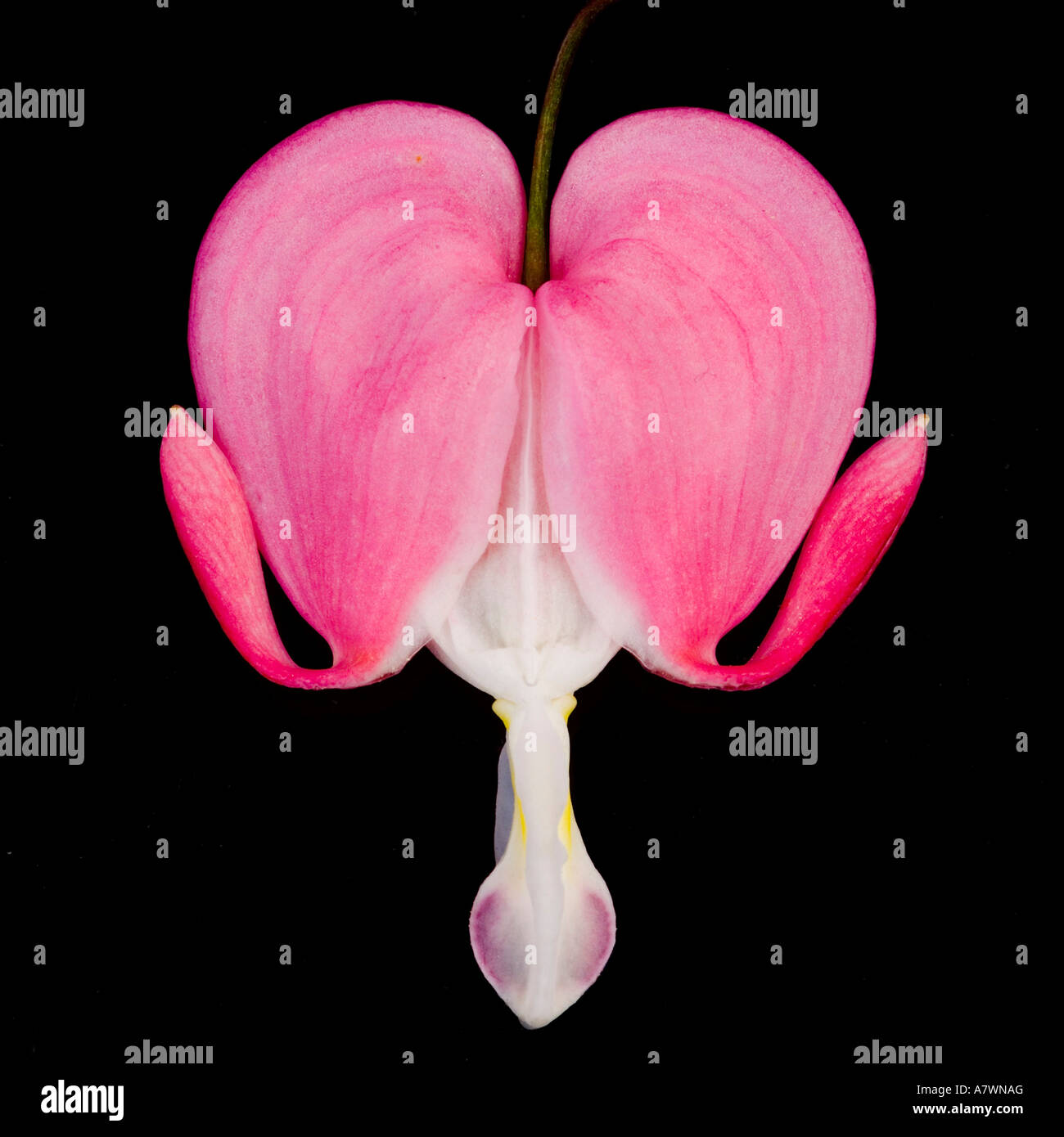 Bleeding heart (Dicentra spectabilis Stock Photo Alamy