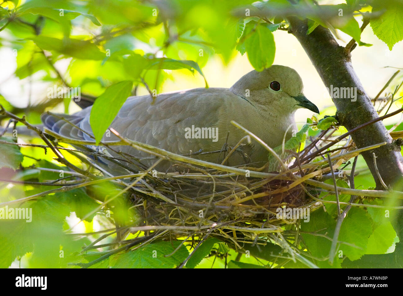 Eurasian collared dove in a nest Stock Photo