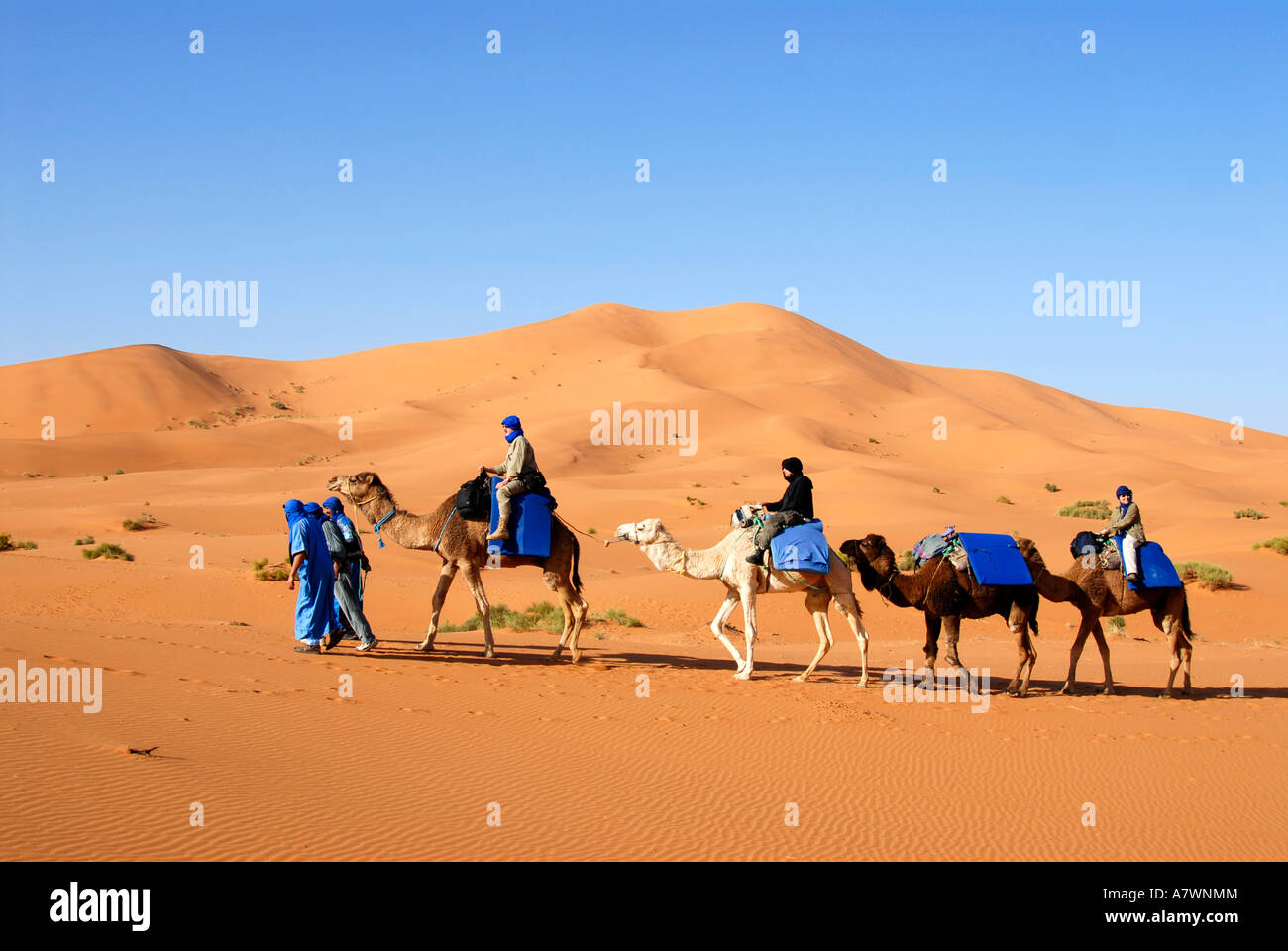 Four camels with riders at huge sanddune Erg Chebbi Merzouga Morocco Stock Photo