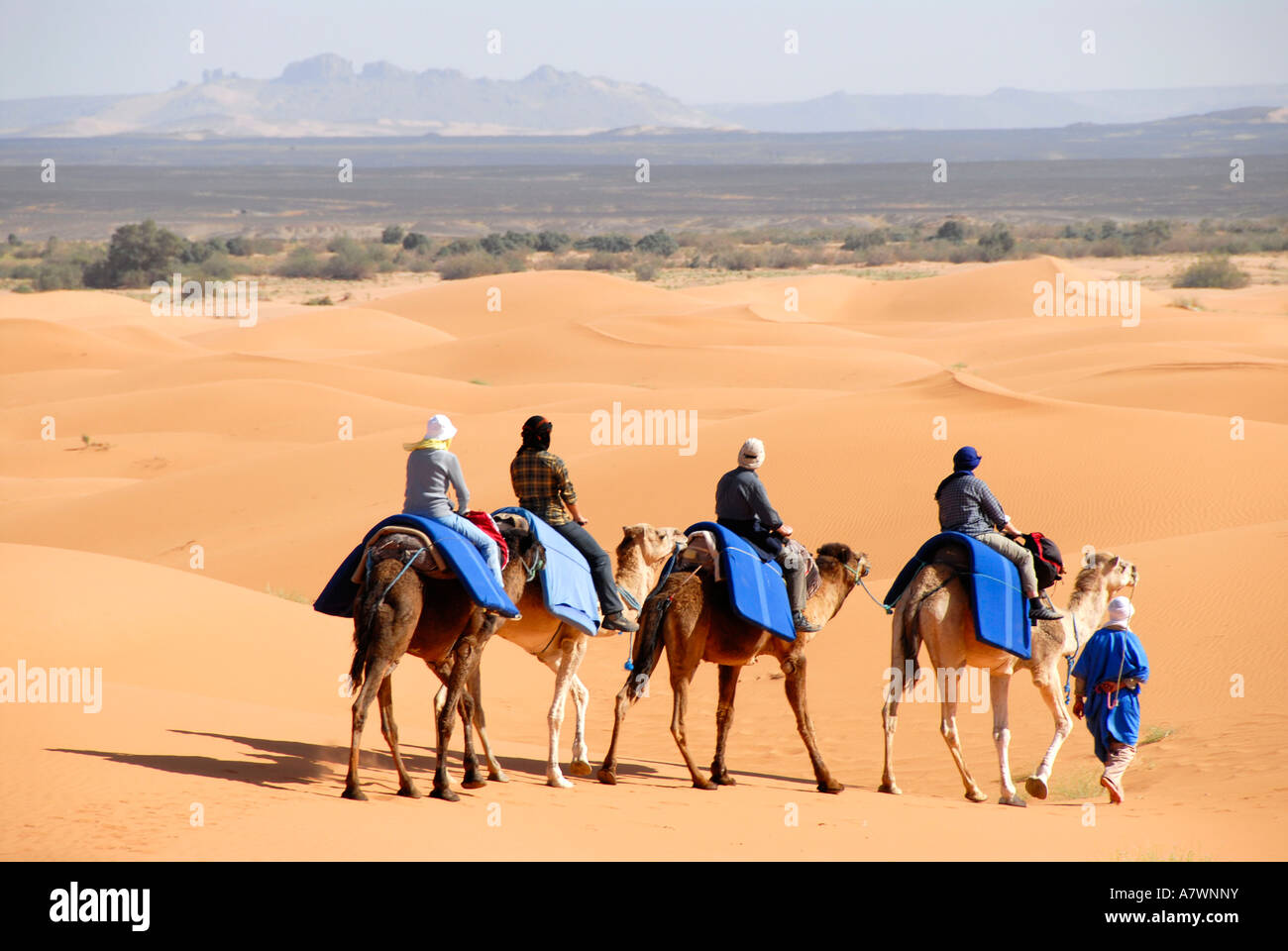 Small group of tourists rides on camels one after another over a sanddune Erg Chebbi Merzouga Morocco Stock Photo