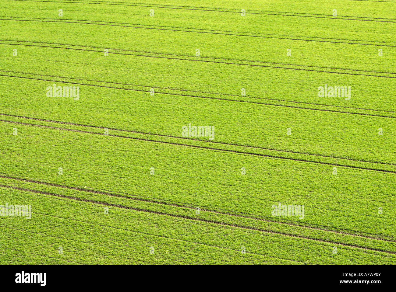 Tracks of a tractor in winter wheat fields Stock Photo - Alamy