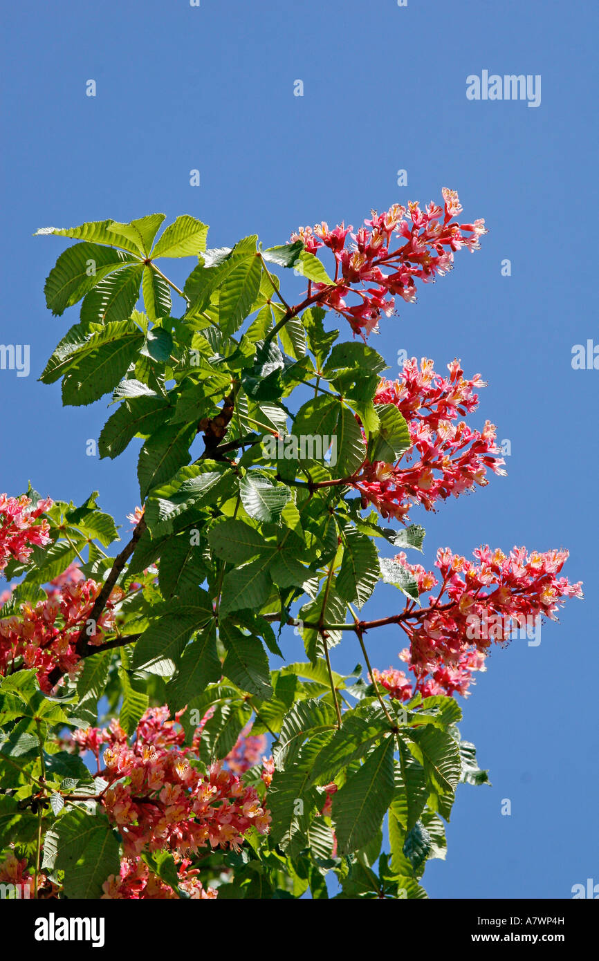 Red Horse-chestnuts Stock Photo