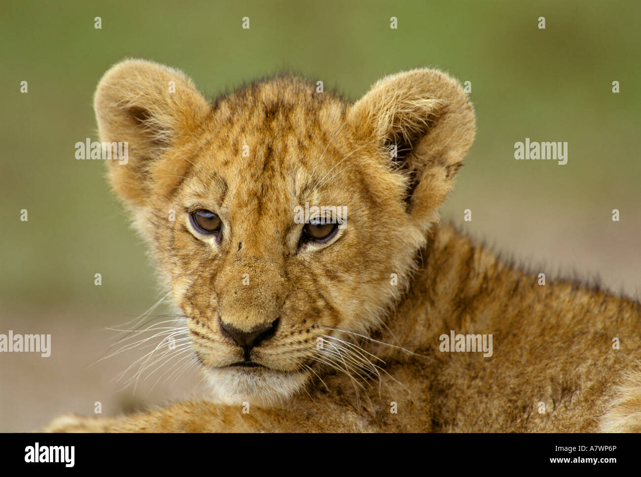Lion pup ( Panthera leo), Masai Mara, Kenya, Africa Stock Photo