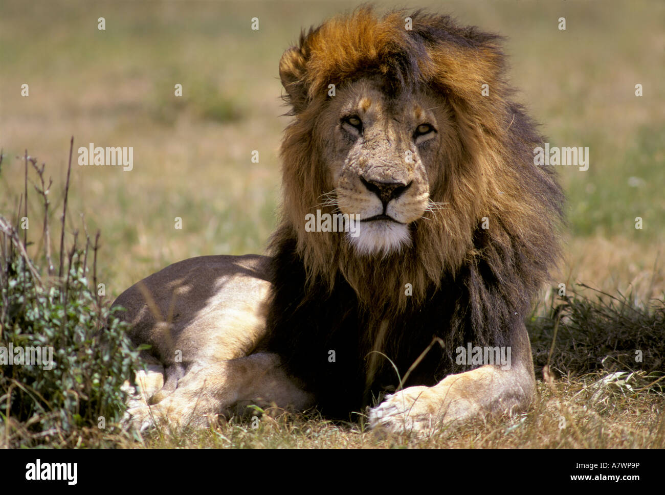 Male lion (Panthera leo), Masai Mara, Kenya, Africa Stock Photo