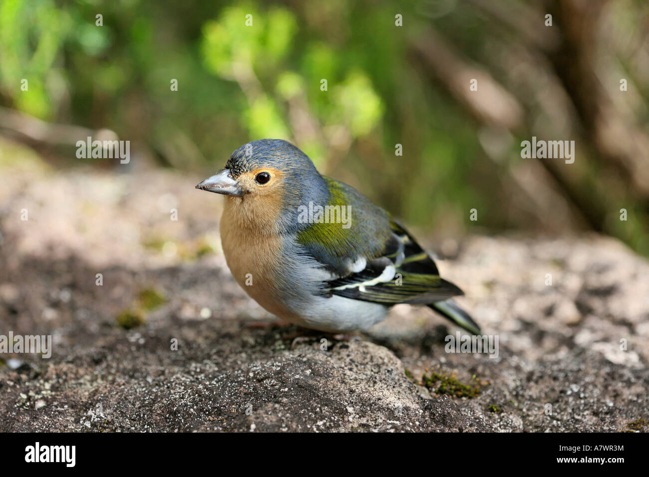 Chaffinch or Tentilhão (Fringilla coelebs madeirensis), Madeira, Portugal Stock Photo
