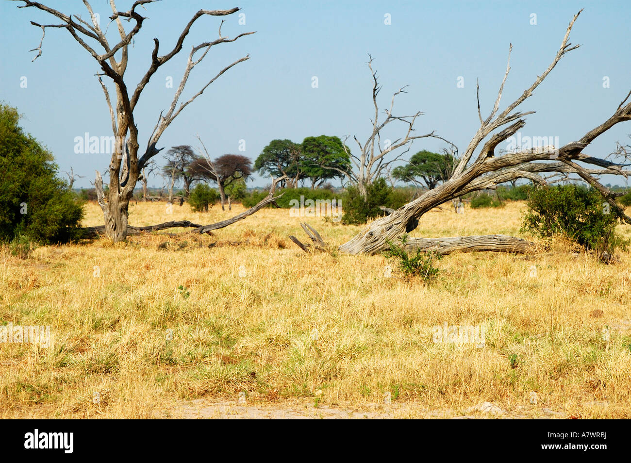 Savannah Savuti Game Reserve Botswana Stock Photo