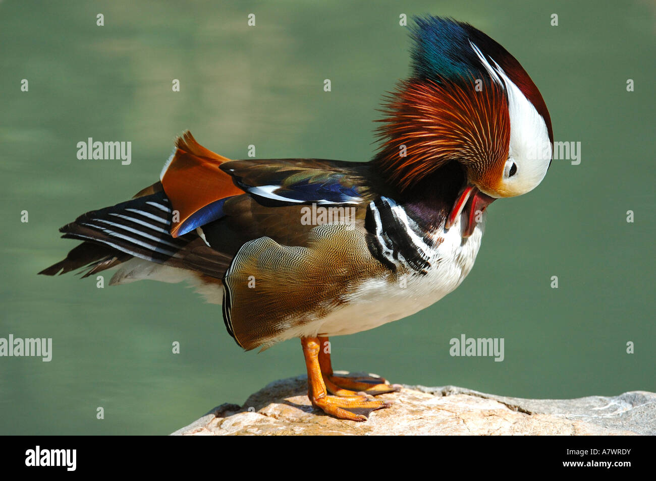 Male Mandarin Duck , Aix galericulata Stock Photo