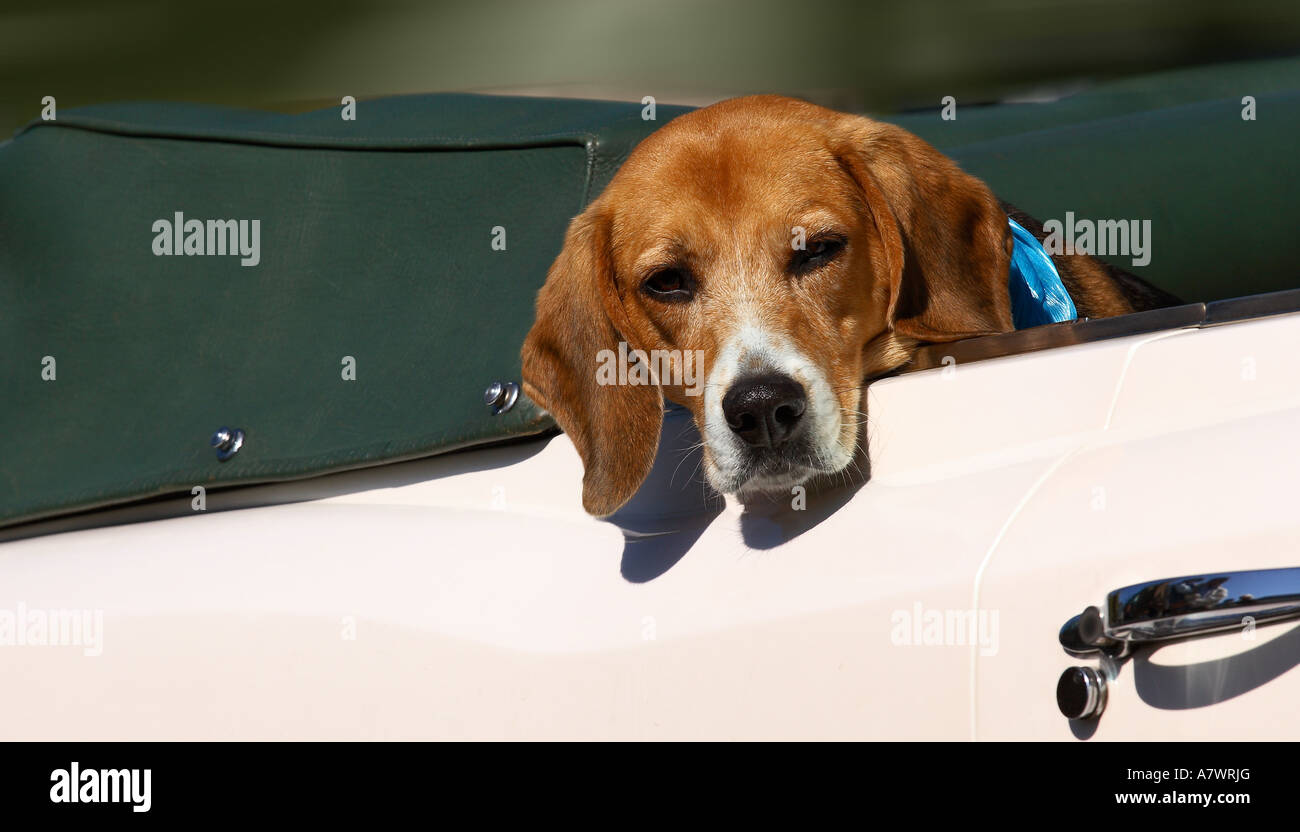 Dogs Of Ig High Resolution Stock Photography and Images - Alamy