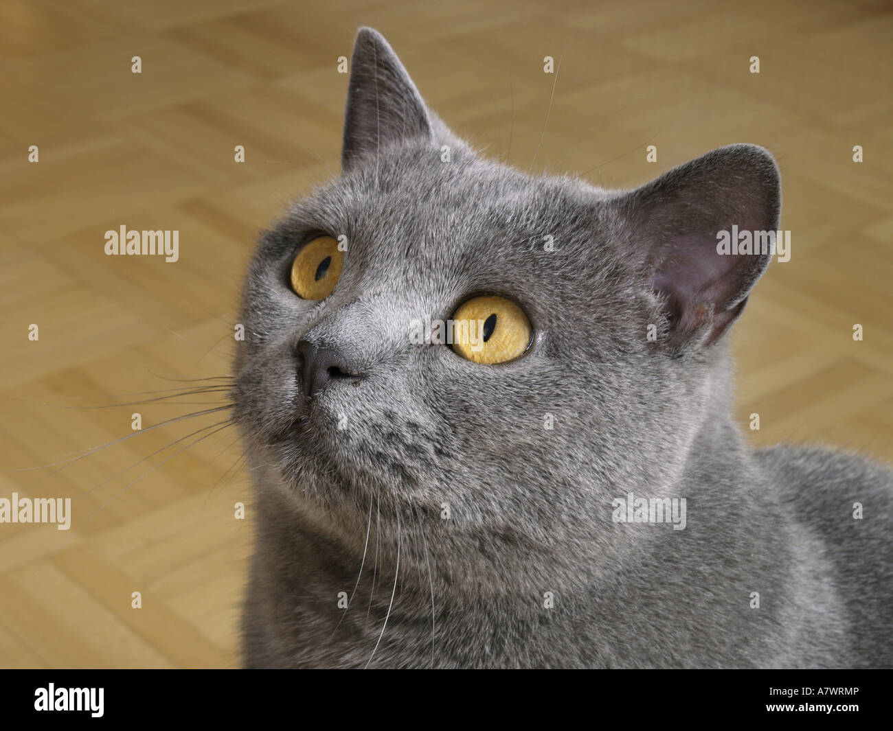 Carthusian cat, british blue Stock Photo