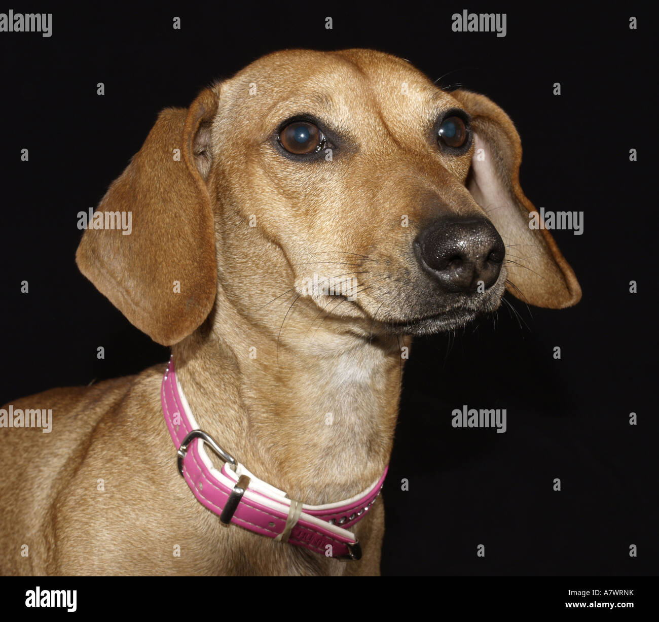 Haushund Rassen Hi res Stock Photography And Images Alamy haushund-rassen-hi-res-stock-photography-and-images-alamy