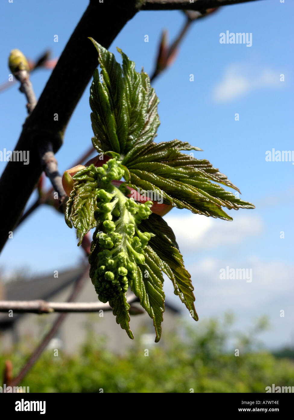 New Spring Growth Stock Photo - Alamy
