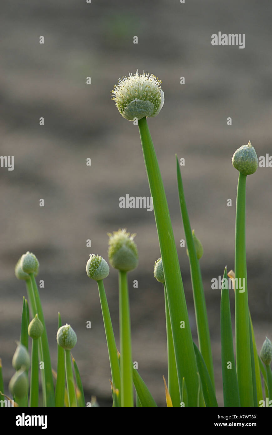 Growing green onions hi-res stock photography and images - Alamy