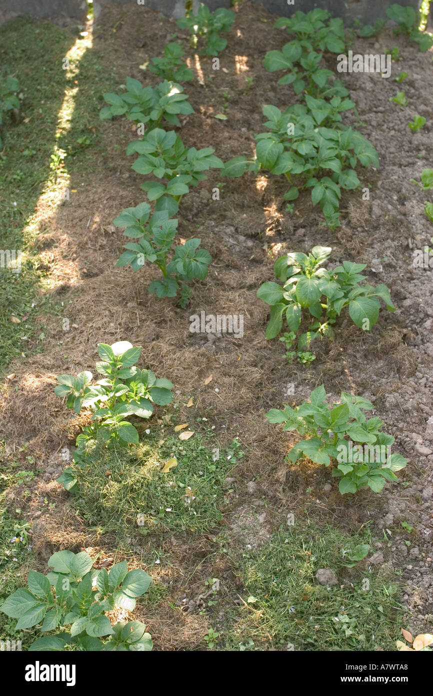 Small Raddish Tree Small radish raphanus sativus var sativus hi-res stock photography and ...