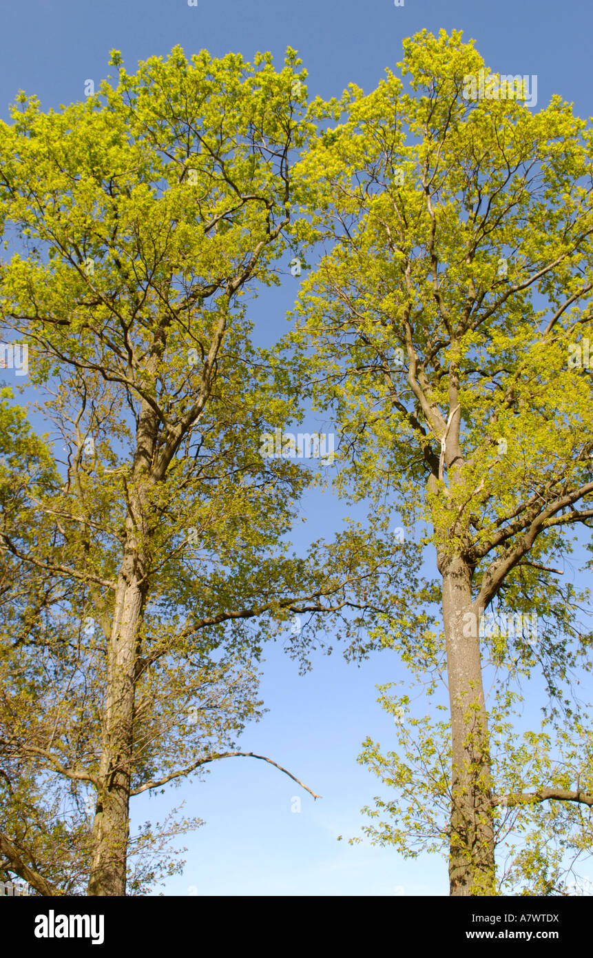 Oak trees with fresh geeen leaves Stock Photo
