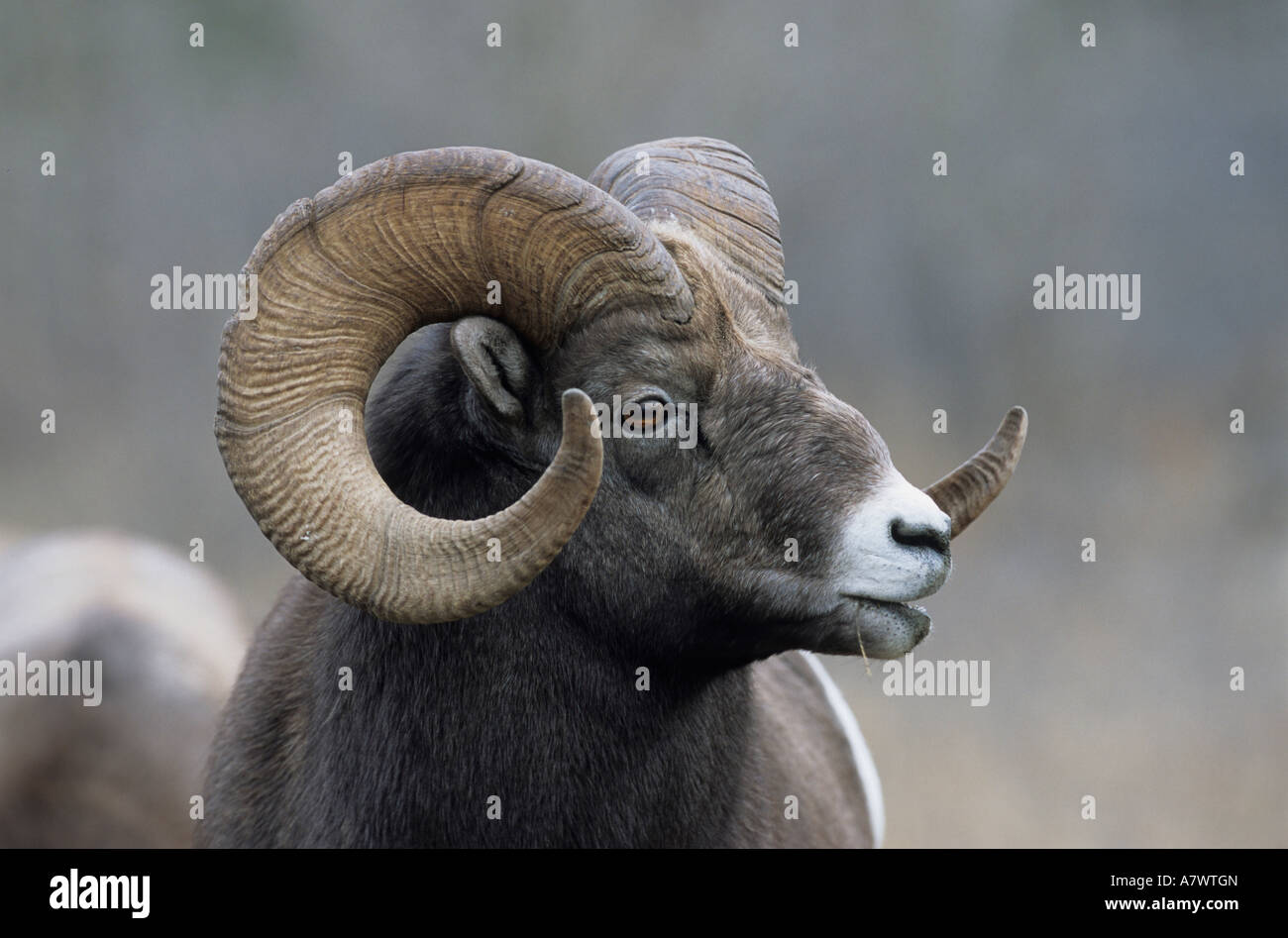 Portrait of Bighorn Sheep ram (Ovis canadensis), portrait of male, close-up of ram Stock Photo