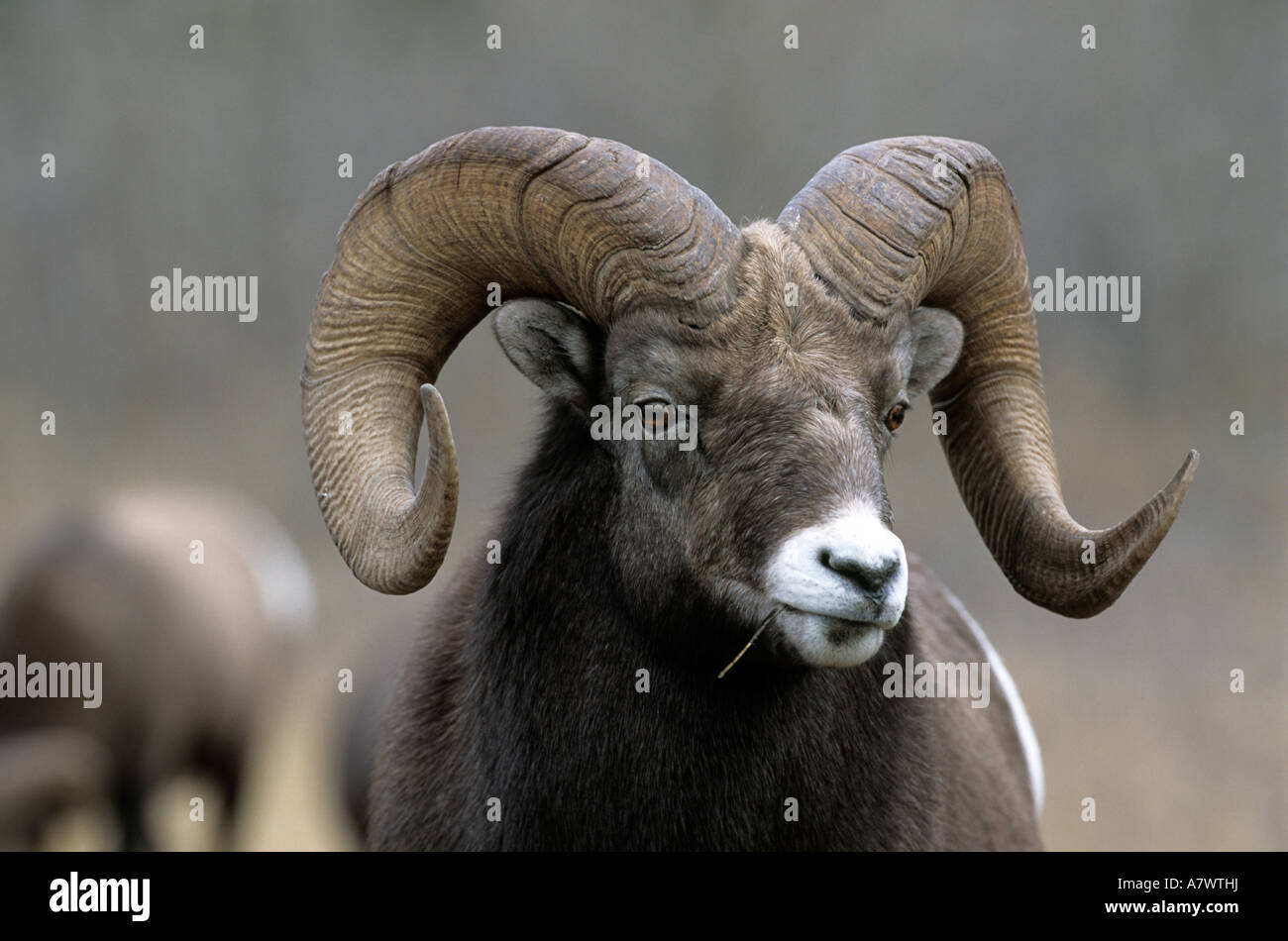 Portrait of Bighorn Sheep ram (Ovis canadensis), portrait of male, close-up of ram Stock Photo
