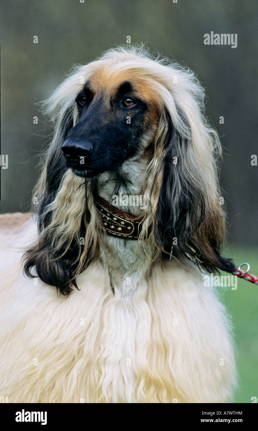 Portrait of Afghan Hound, Canidae Stock Photo