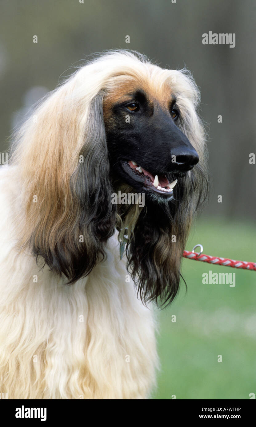 Portrait of Afghan Hound, Canidae Stock Photo
