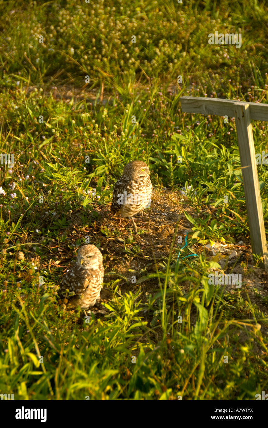 Burrowing owl Athene cunicularia next to man made perch Stock Photo - Alamy