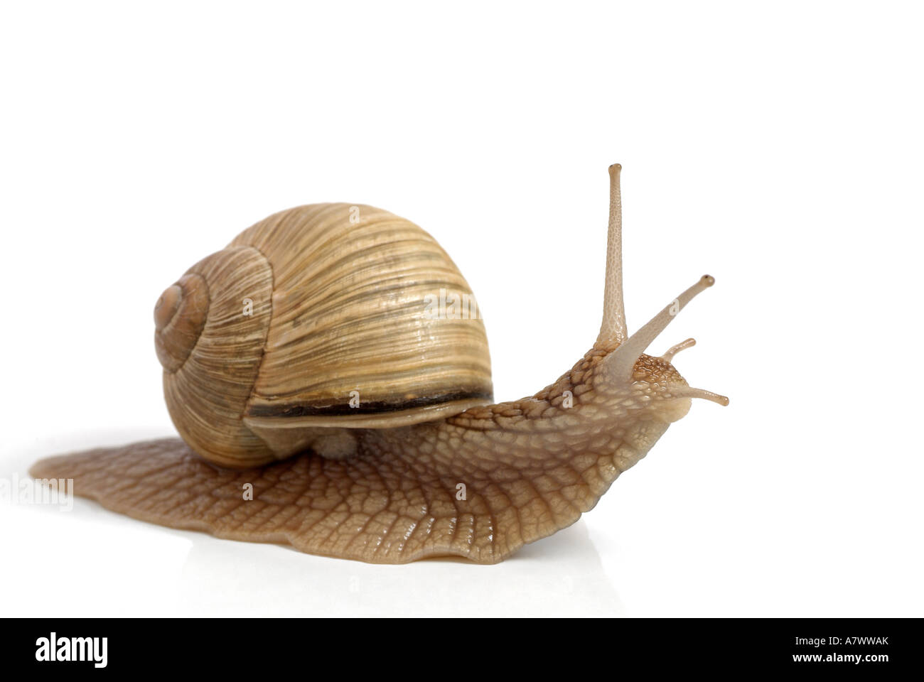 Garden snail inside shell hi-res stock photography and images - Alamy
