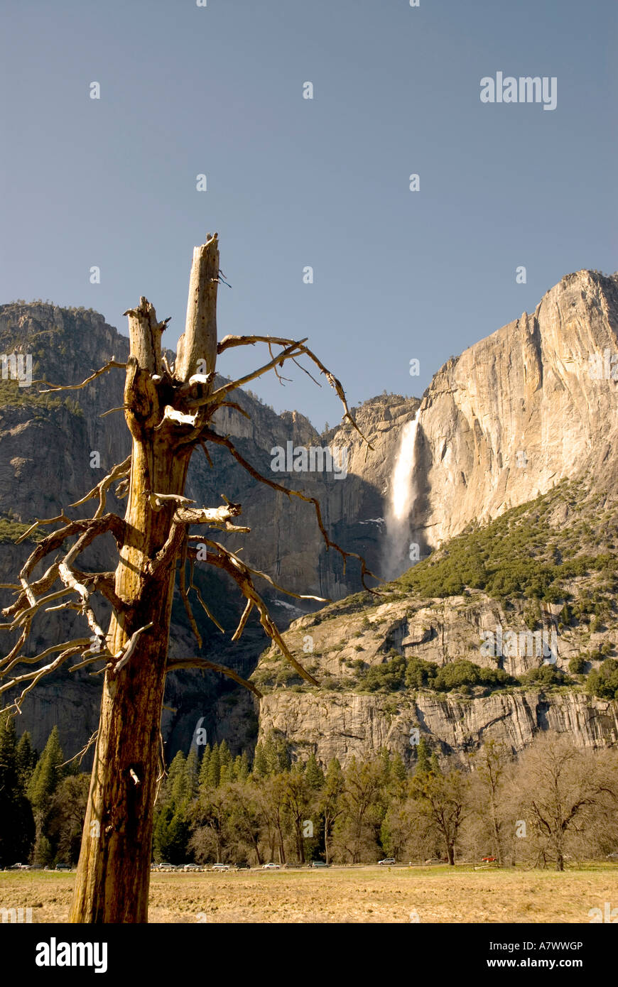 Yosemite Falls old twisted tree upper and lower falls Stock Photo