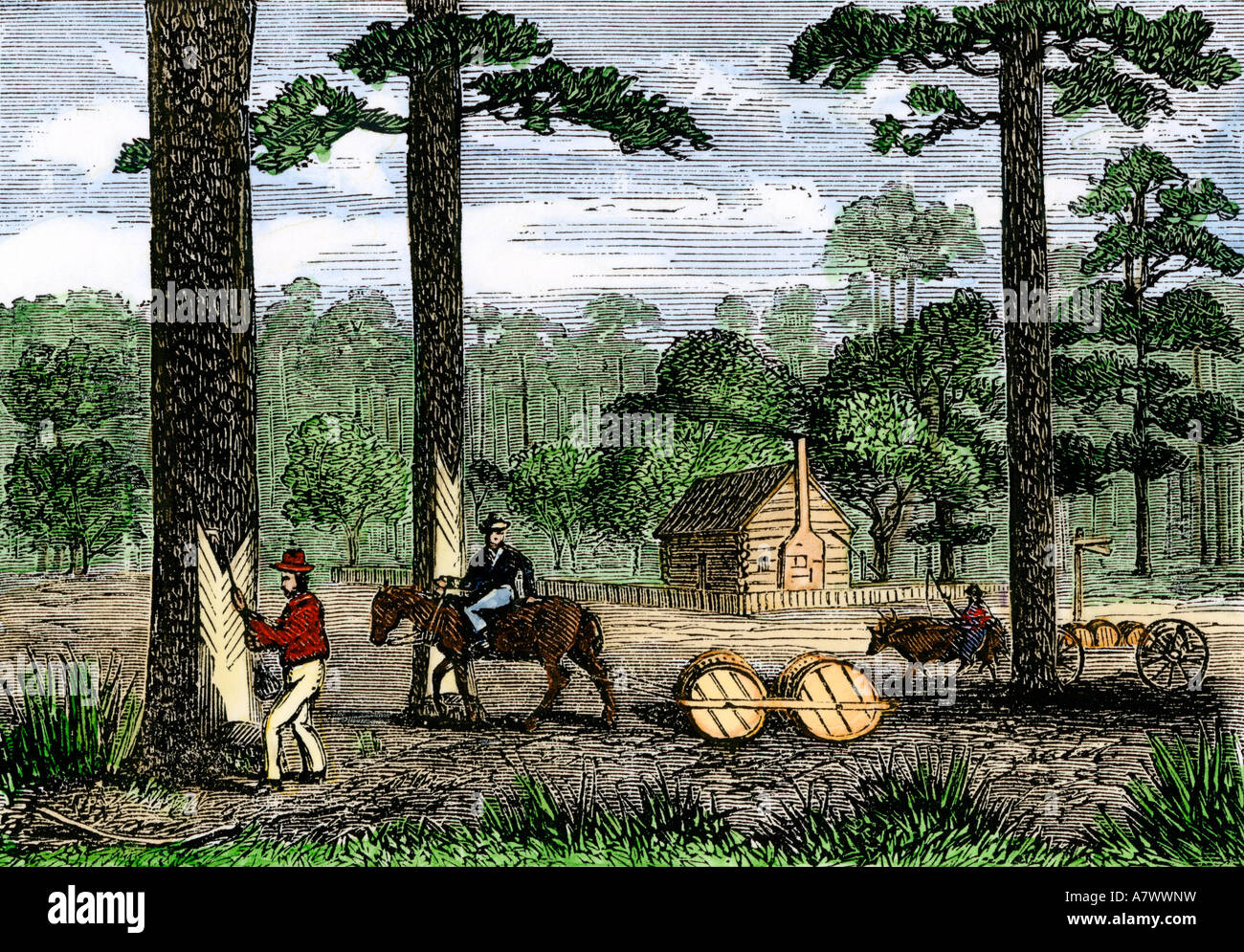 Turpentine production hacking a tree for sap and hauling barrels to market 1860s. Hand-colored woodcut Stock Photo