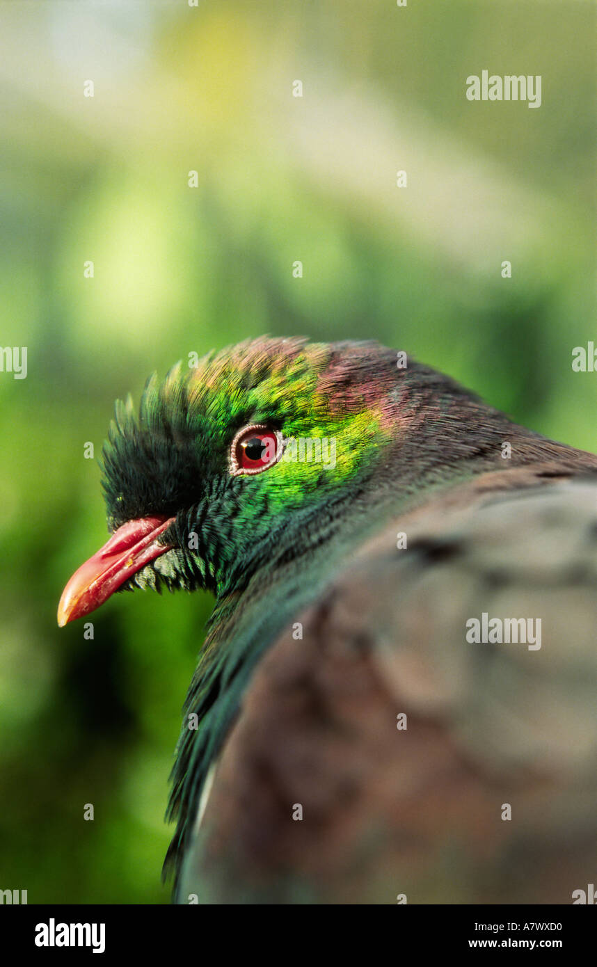 Close up of native New Zealand Wood Pigeon Hemiphaga novaeseelandiae Stock Photo Alamy