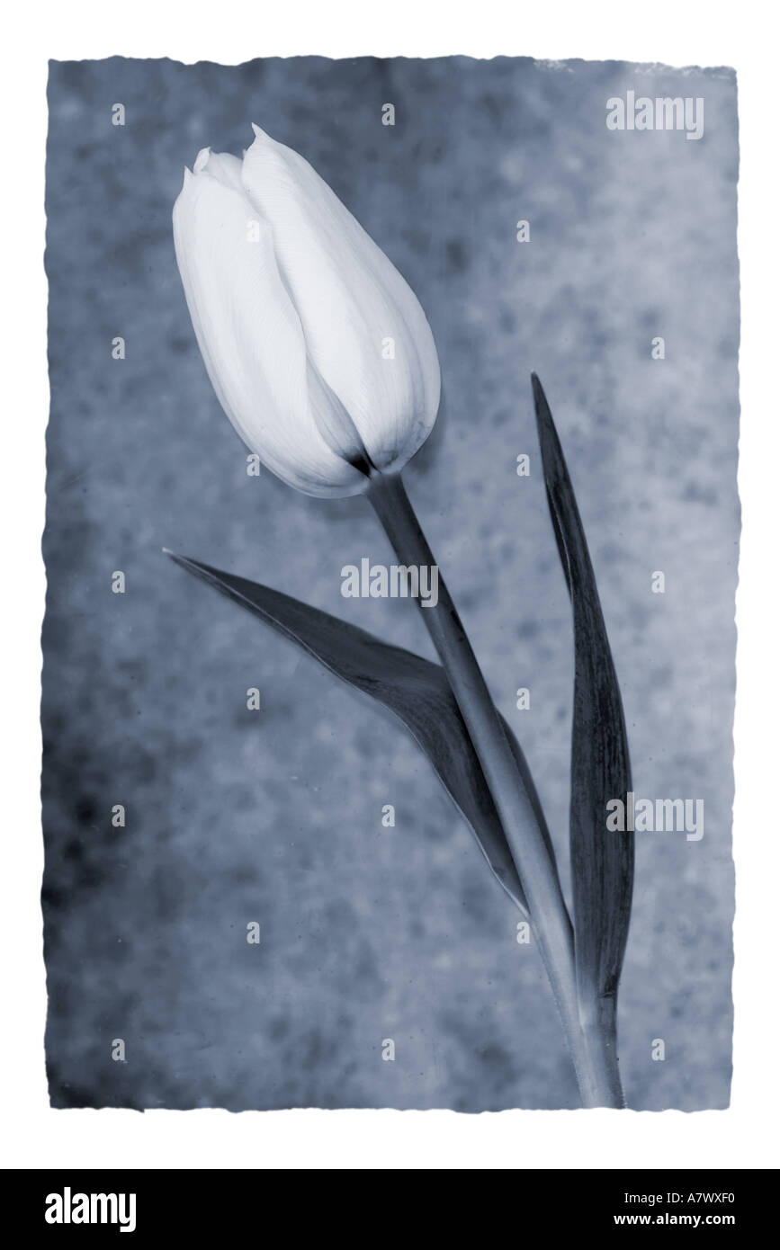 White Tulip with blue toning Stock Photo