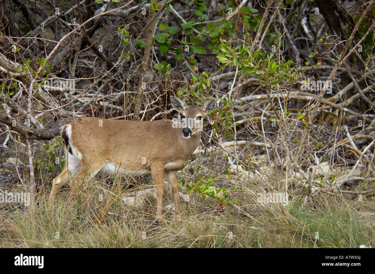 Key deer doe an endangered species Big Pine Key National Wildlife