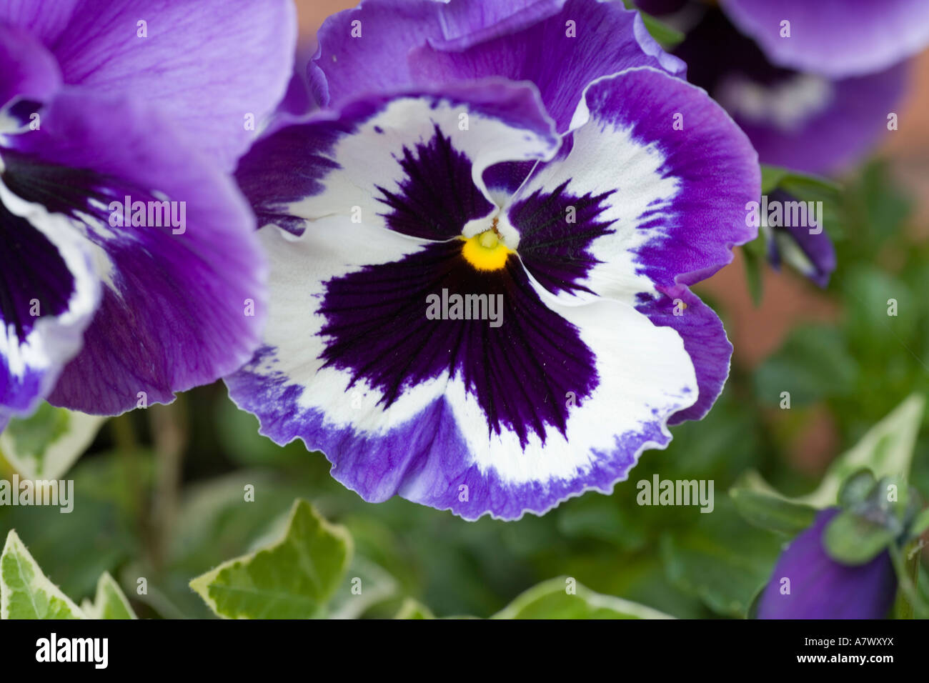 pansies in hanging basket Stock Photo Alamy