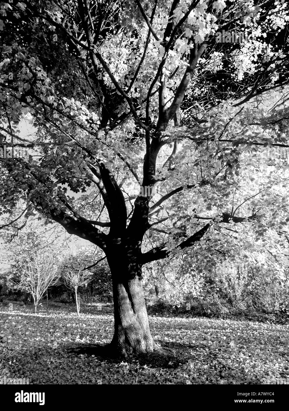 autumn tree black and white Stock Photo Alamy