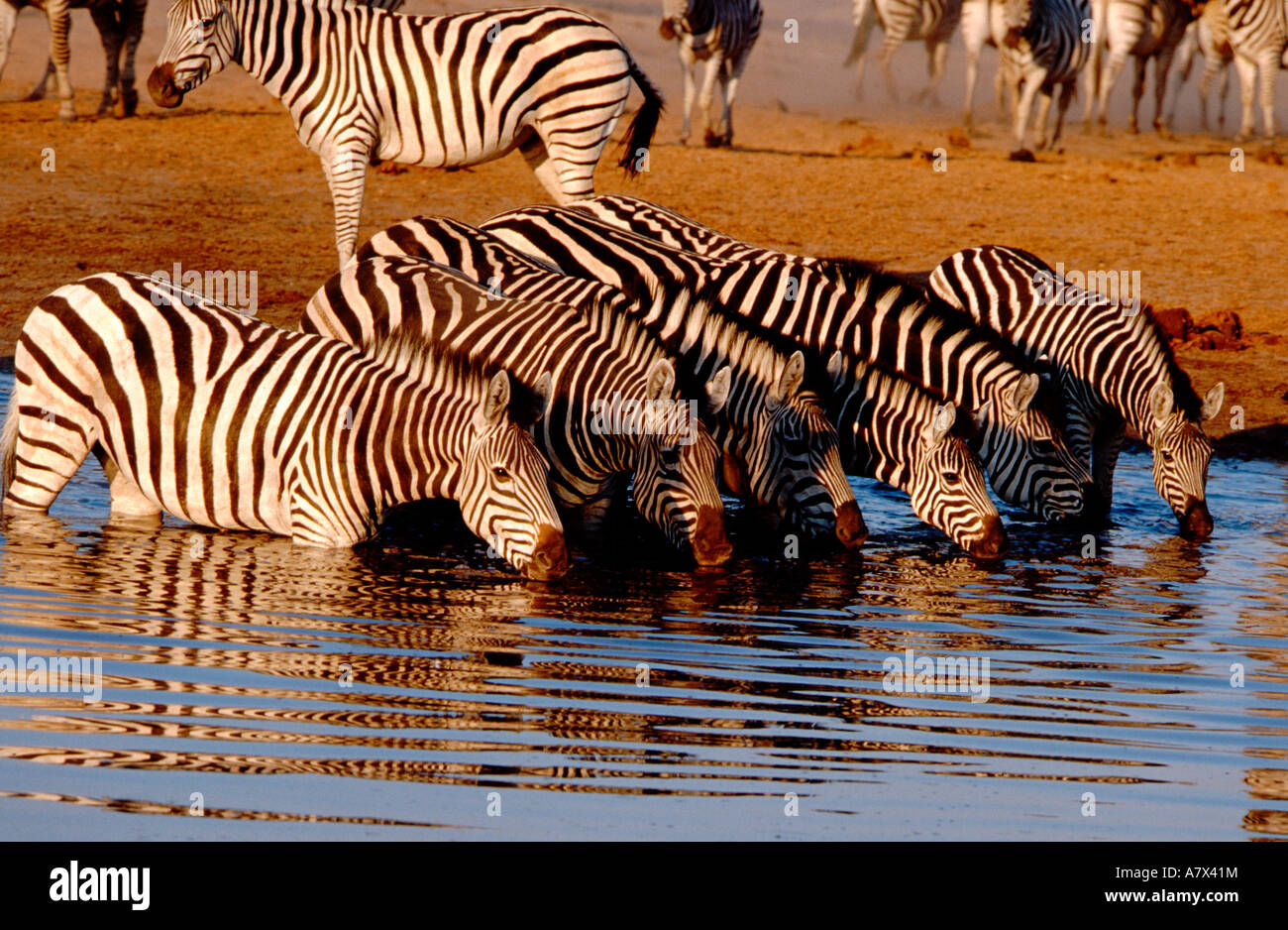 Africa, Botswana, Chobe National Park, Linyanti Wildlife Reserve. Game