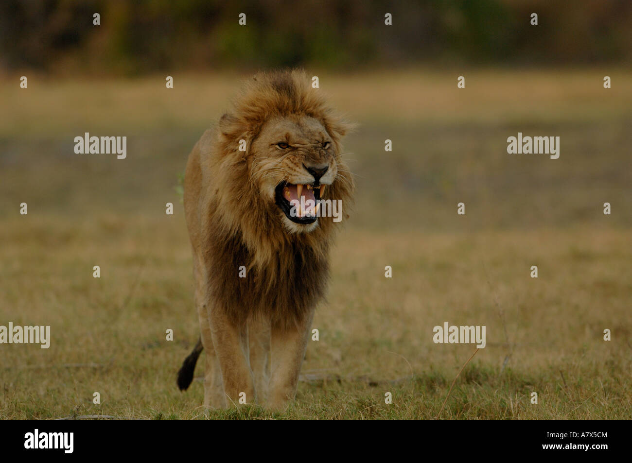 Lion snarling (Panthera leo). Mombo area. Chief's Island. Okavango ...