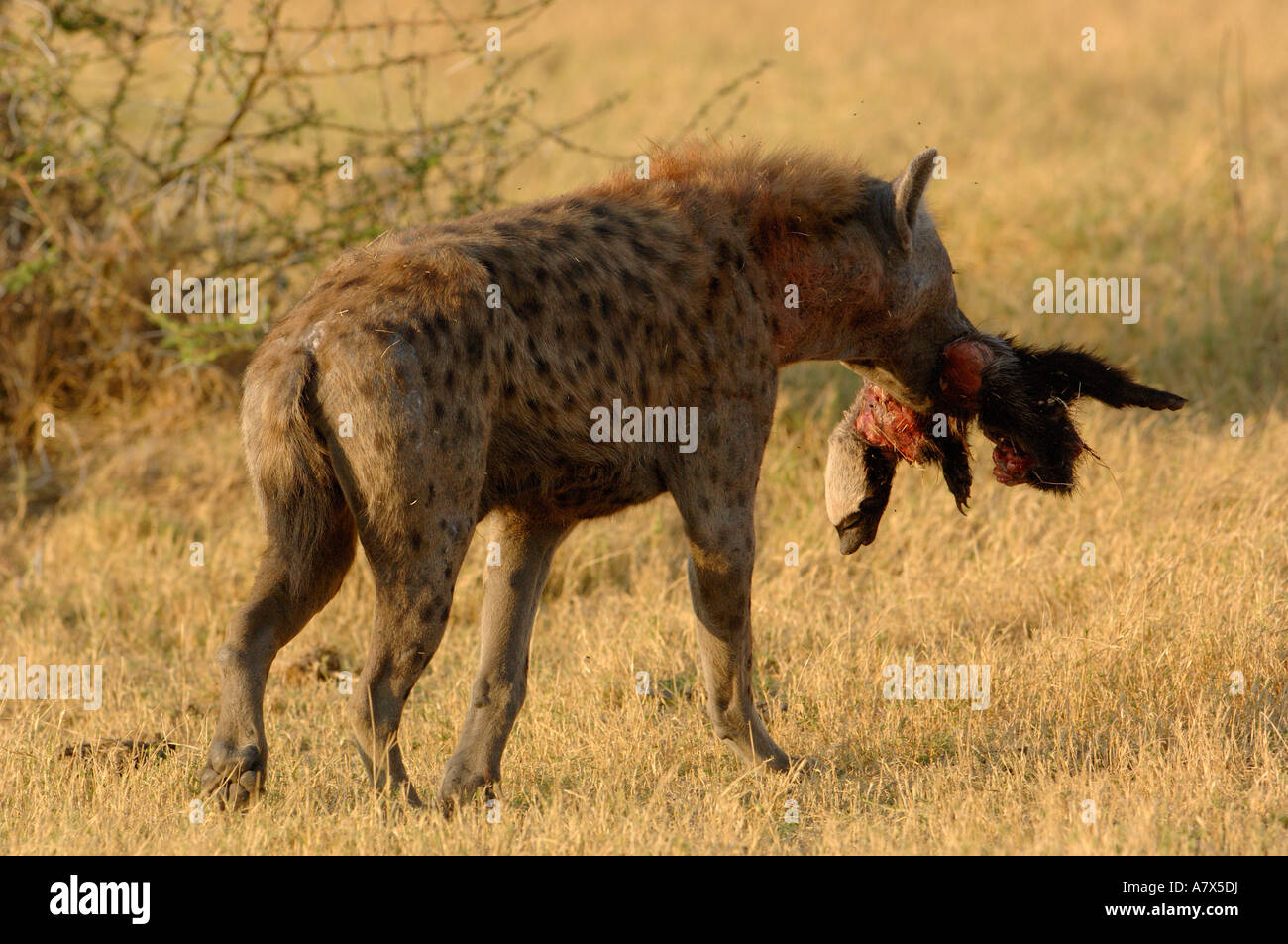 Spotted hyena (Crocuta crocuta) eating a honey badger. Mombo area