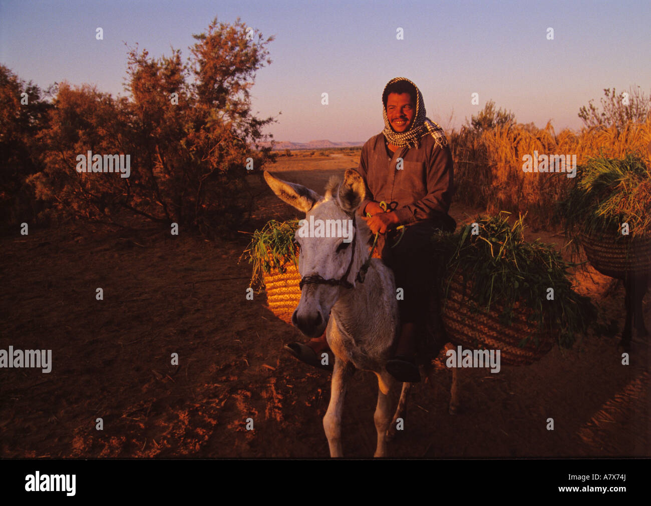 Egypt, Farmer with baskets of greens rides donkey Stock Photo