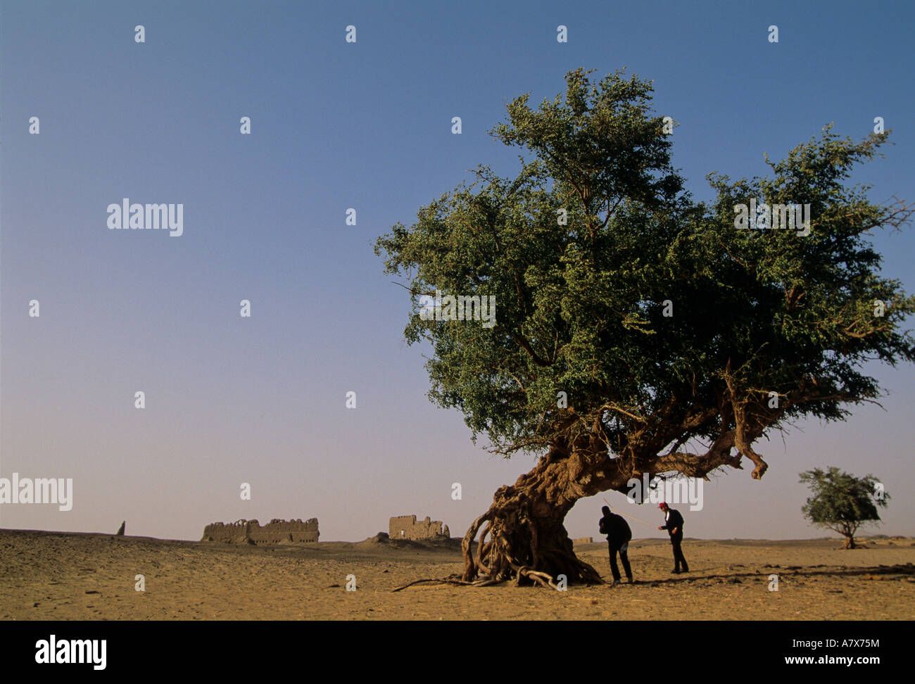 Egypt, El Haiz, Fig tree outside Roman fortress Stock Photo Alamy
